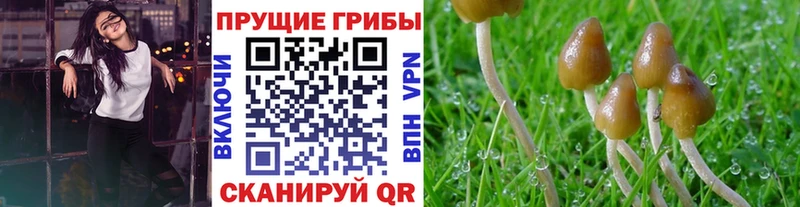 где найти   Казань  Псилоцибиновые грибы GOLDEN TEACHER 